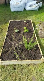 Garden2.jpg