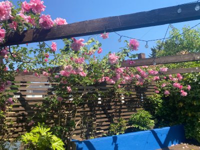 IMG_1989.jpeg