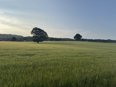 IMG_4387.jpeg