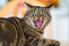 catty.jpg