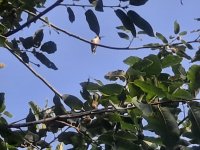 hummingbird.jpg