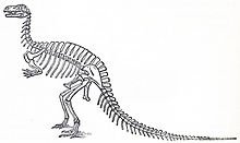 220px-Humped_Megalosaurus.jpg