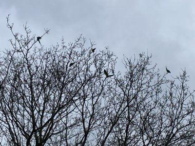 IMG_8152.jpeg