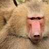 Baboon