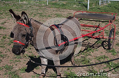 donkey-pulling-cart-thumb9338168.jpg